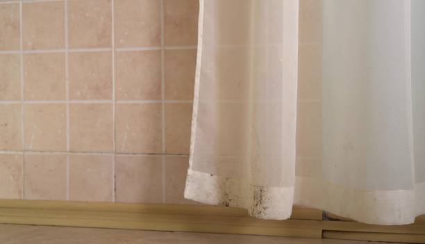 Best Mold Damage Restoration  in Cane Savannah, SC