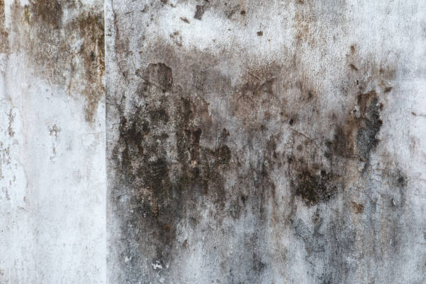 Cane Savannah, SC Mold Removal Company