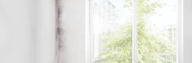 Best Mold Odor Removal Services  in Cane Savannah, SC