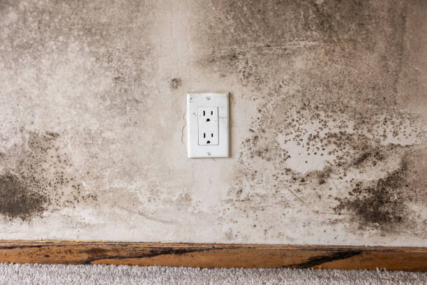 Best Comprehensive Air Testing for Mold Contaminants  in Cane Savannah, SC